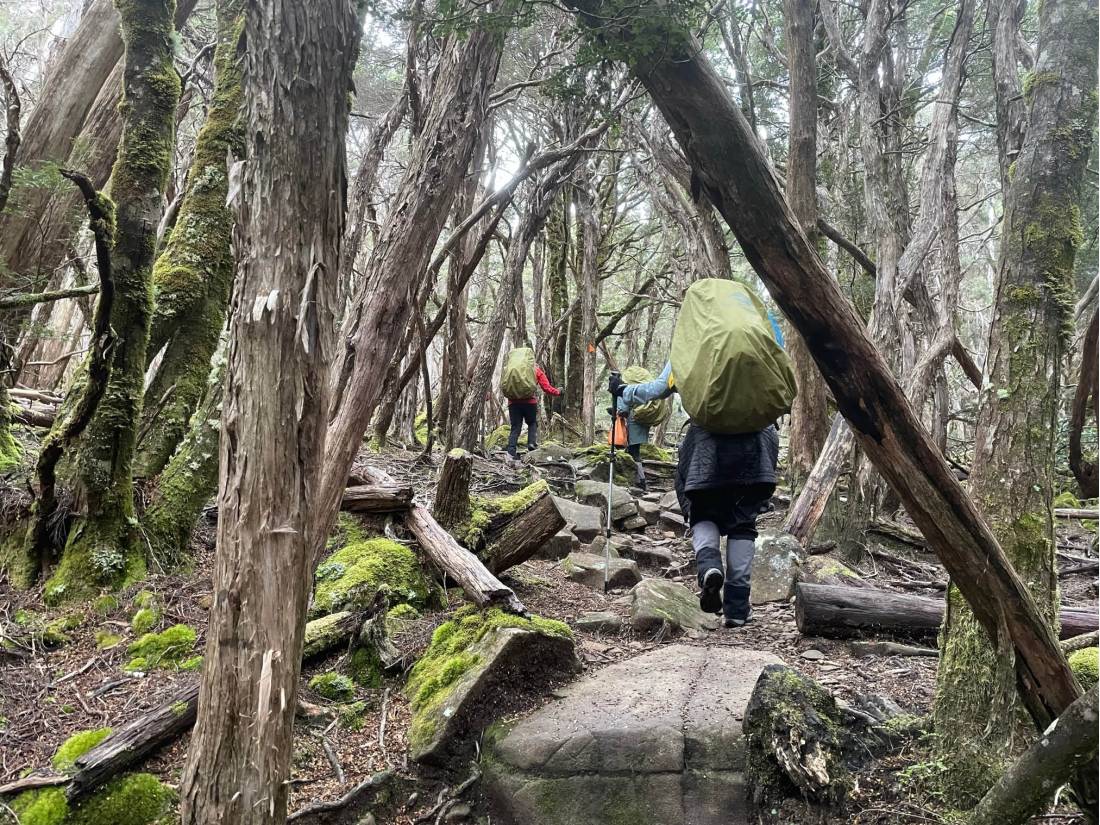 HIking through rainforest on the Overland Track |  <i>Brad Atwal</i>