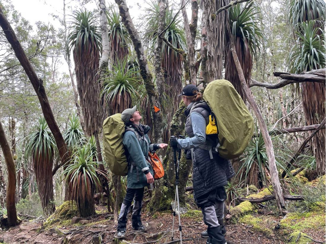 Admiring the pandanus on the Overland Track |  <i>Brad Atwal</i>