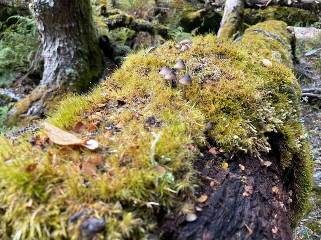 The Overland Track is rich in bio-diversity |  Brad Atwal