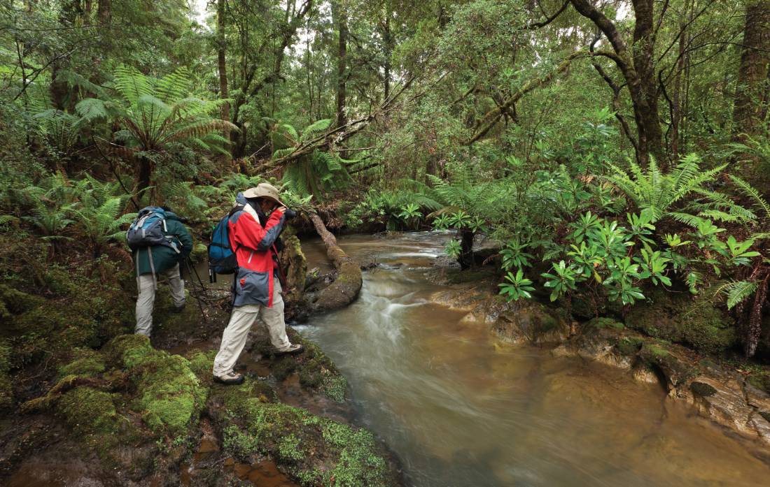 The pristine rainforest of Tasmania's Tarkine |  <i>Peter Walton</i>