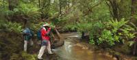 The pristine rainforest of Tasmania's Tarkine | Peter Walton