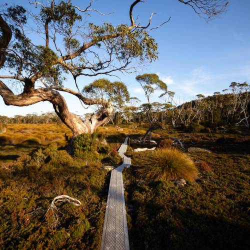 Overland track guided tours best sale