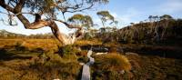 The famous boardwalks on the Overland Track | Matt Horspool