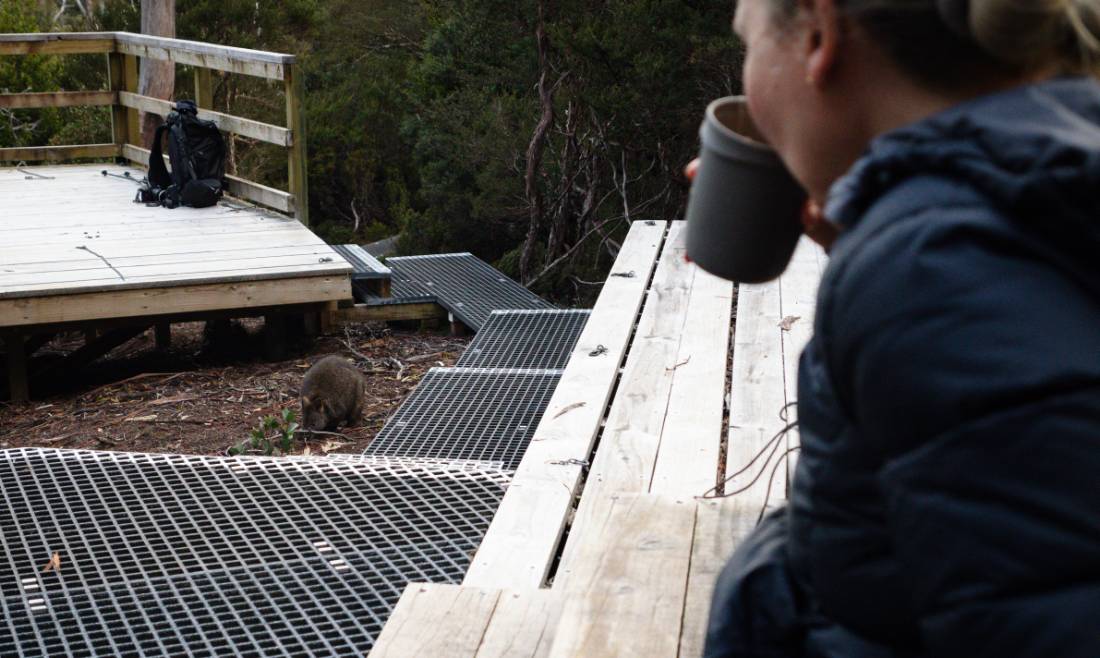 Wildlife in camp on the Overland Track |  Matt Horspool