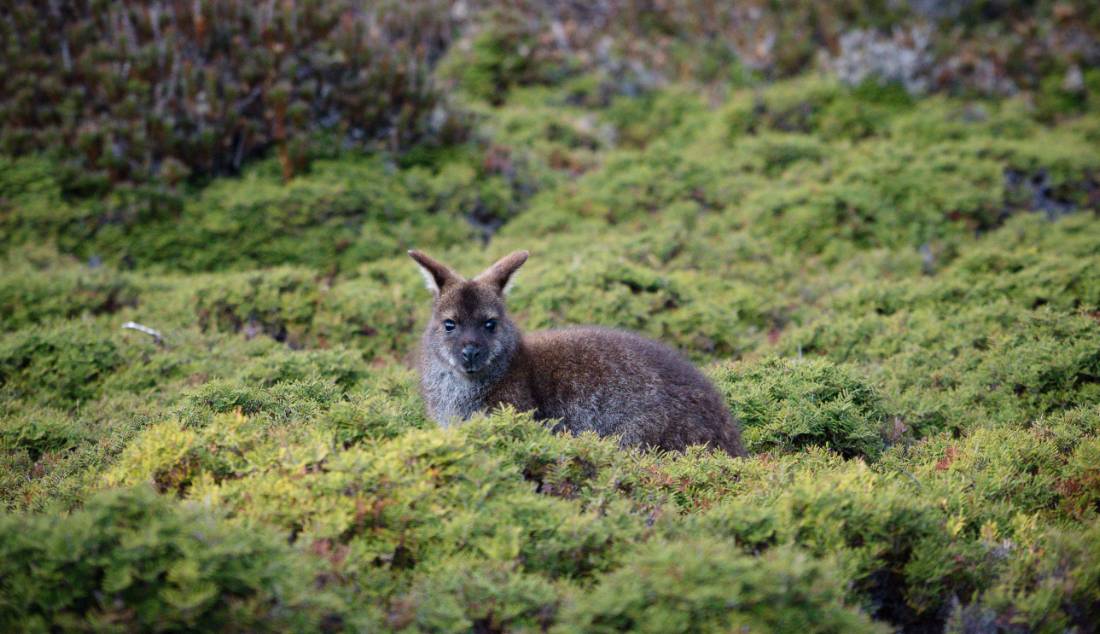 Wildlife along the Overland Track |  Matt Horspool