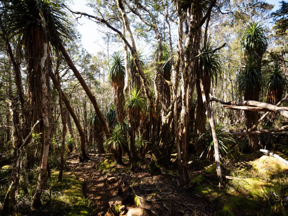 Discover the Overland Track's World Heritage wilderness |  Matt Horspool