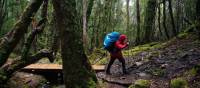 Trekking the legendary Overland Track, Tasmania | Matt Horspool