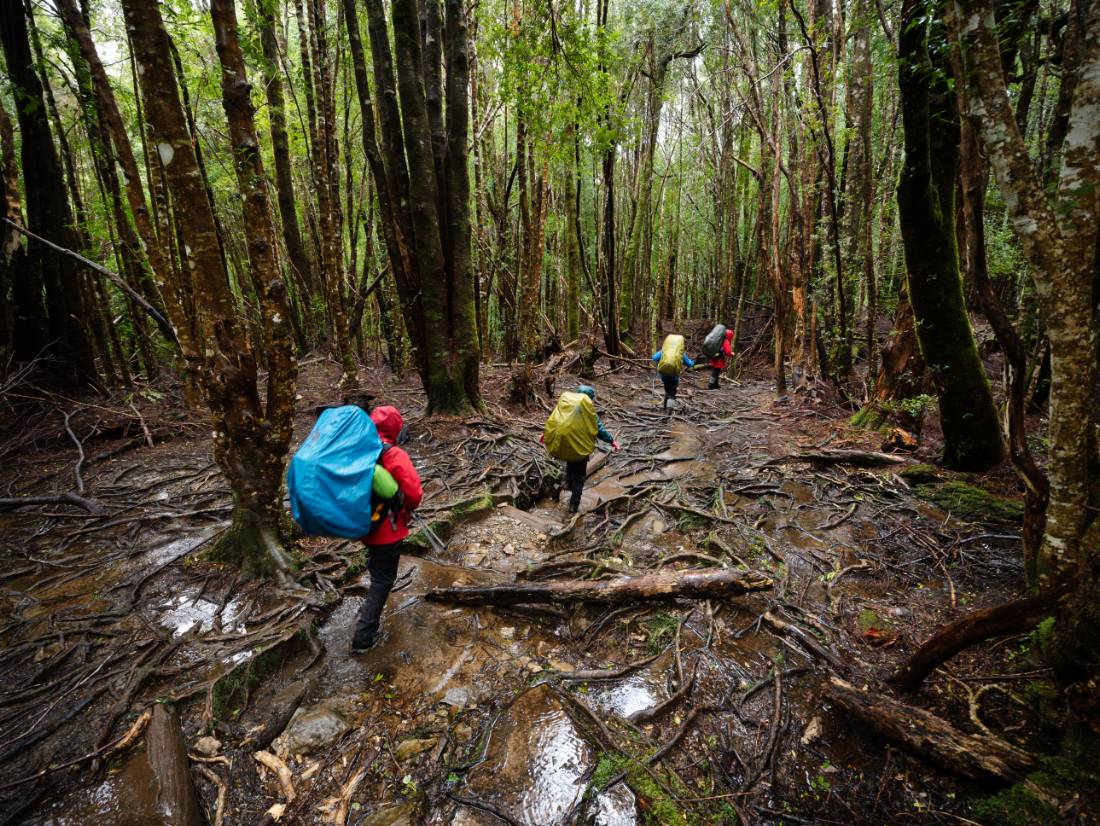 Trekking the legendary Overland Track, Tasmania |  Matt Horspool