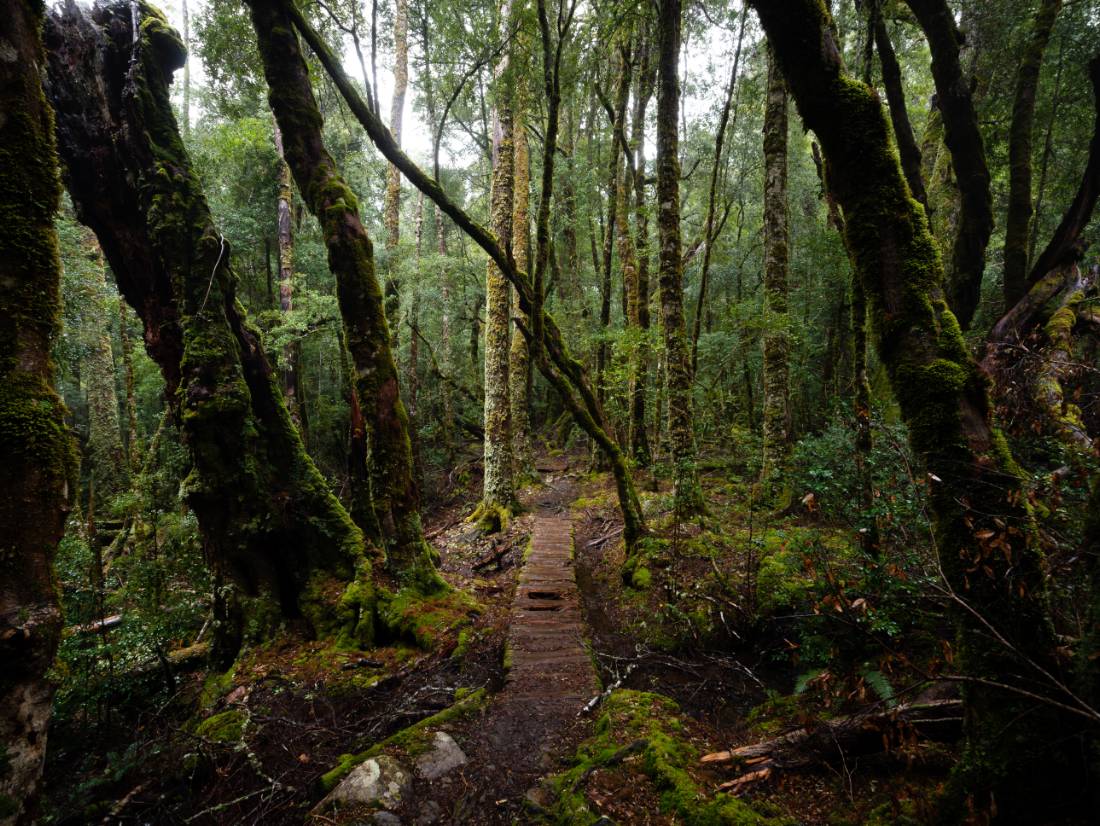 Discover the Overland Track's World Heritage wilderness |  Matt Horspool