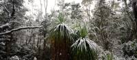 Experience the Overland Track during winter | Matt Horspool