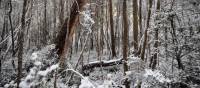 Experience the Overland Track during winter | Matt Horspool