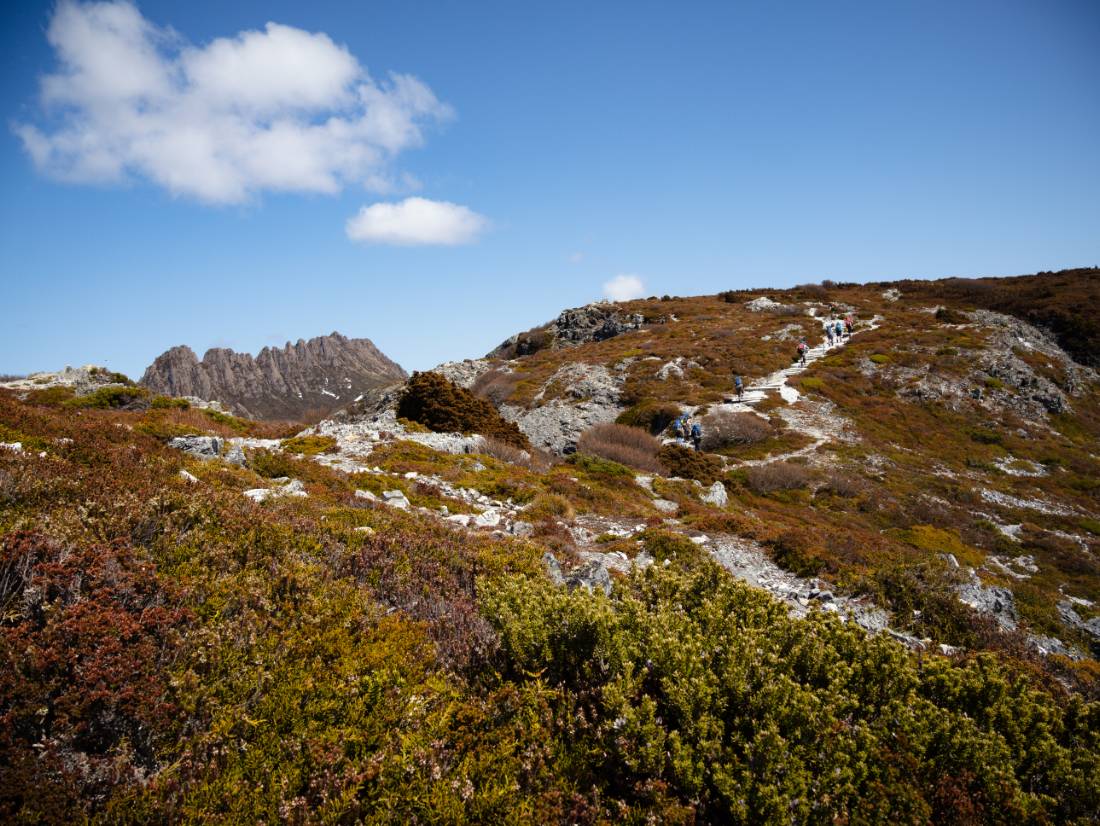 Cradle Mountain in the distance, Overland Track |  Matt Horspool