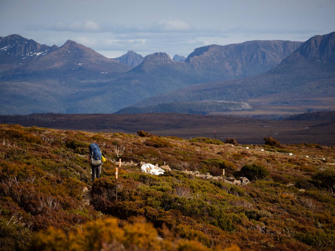 Trekking Tasmania's Overland Track |  Matt Horspool