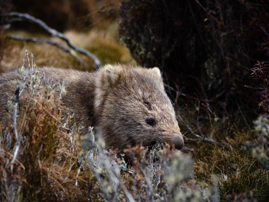 Wildlife along the Overland Track |  Matt Horspool