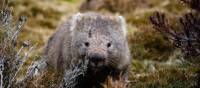 Wildlife along the Overland Track | Matt Horspool