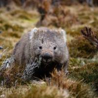 Wildlife along the Overland Track | Matt Horspool