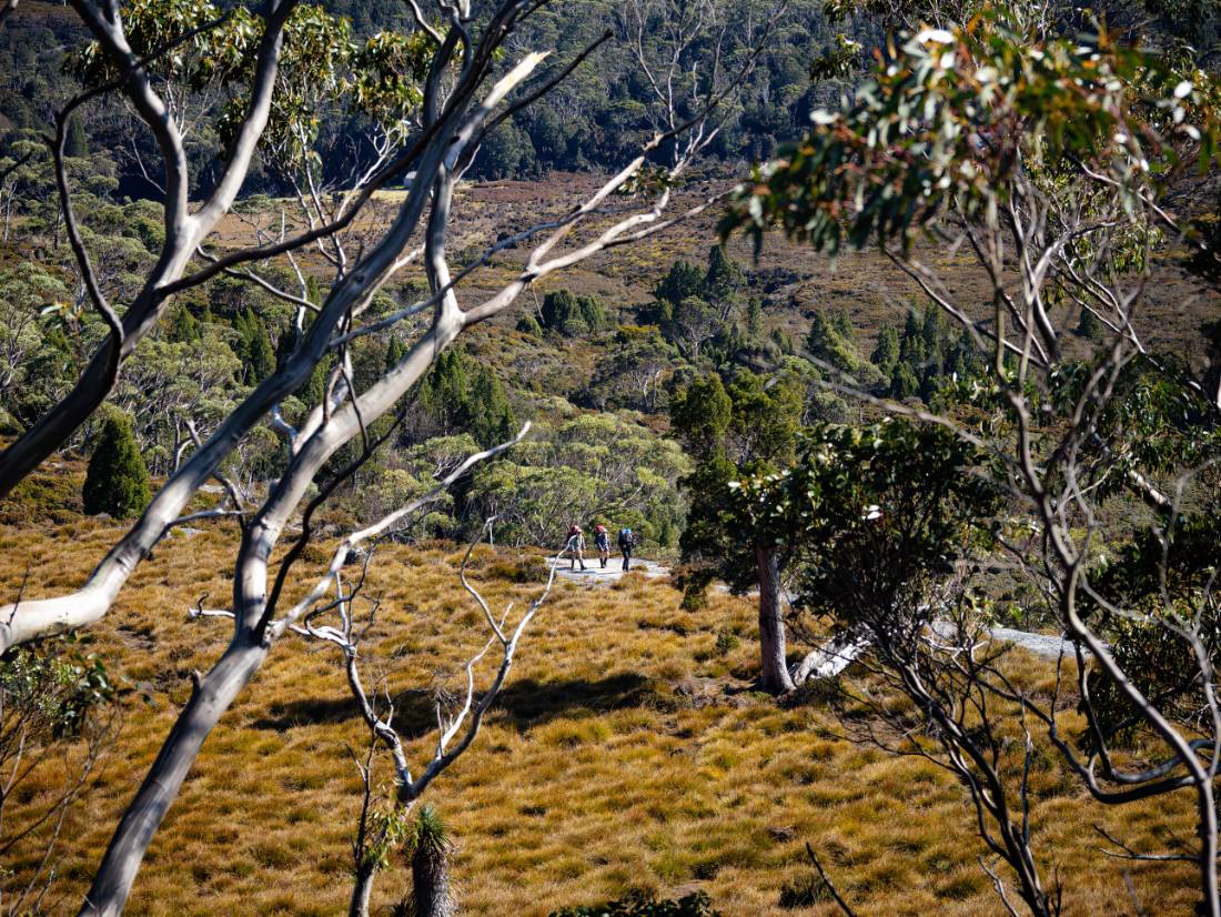 Hikers on the Overland Track |  Matt Horspool