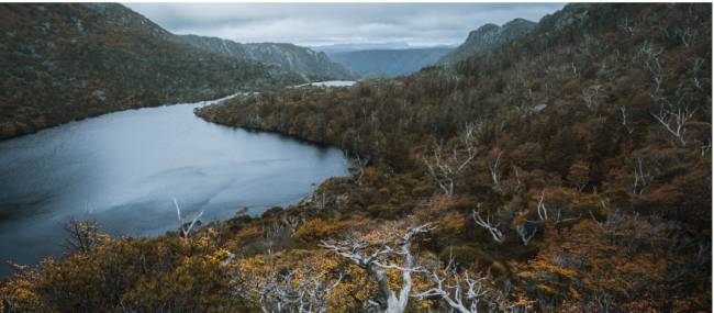 Head to Tasmania during autumn to see the fagus, Australia's only cold climate winter-deciduous tree | Jason Charles Hill