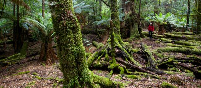 Explore the enchanting and changing moods of the ancient Tarkine Rainforest | Pete Harmsen