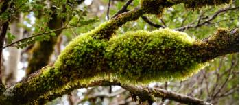 Discover the Overland Track's World Heritage wilderness | Matt Horspool