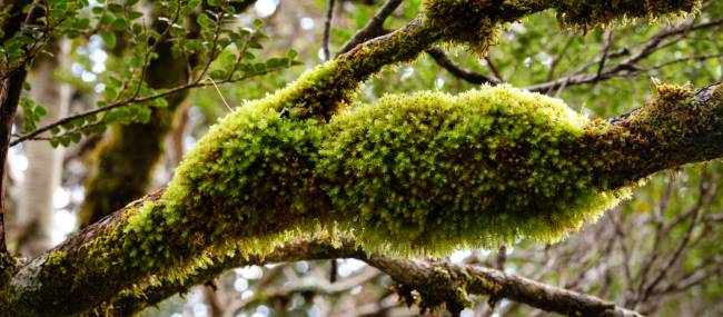 Discover the Overland Track's World Heritage wilderness | Matt Horspool